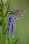 Gentiaanblauwtje (Phengaris alcon) RL BE, Speuld